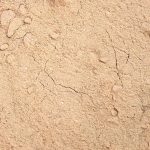 Lucuma moučka - Obrázek 3